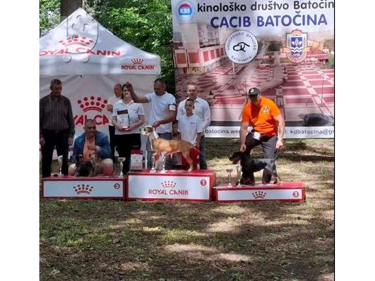 Γερμανικό κυνηγετικό τεριέ